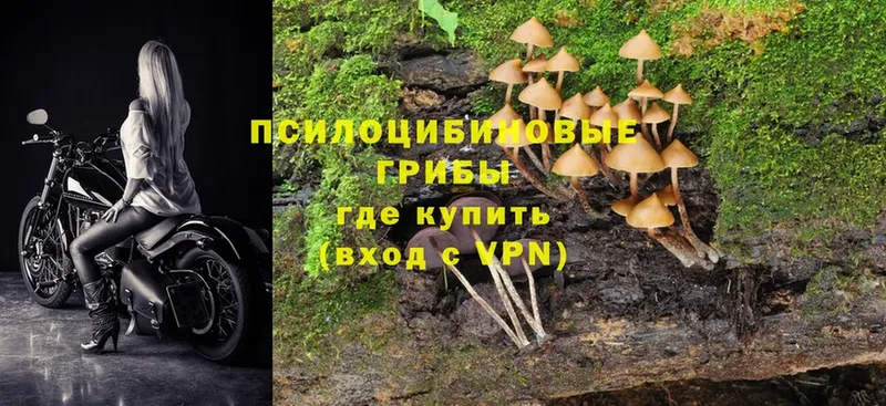 mega онион  Новоалександровск  Галлюциногенные грибы Psilocybine cubensis 